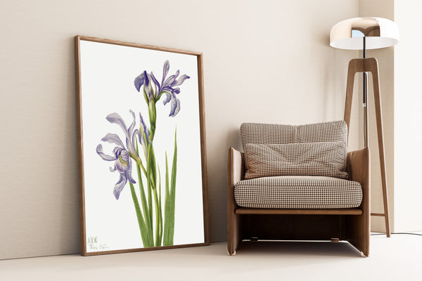 Mary Vaux Walcott — Western Blue Flag (Iris missouriensis) | Fine Art Print