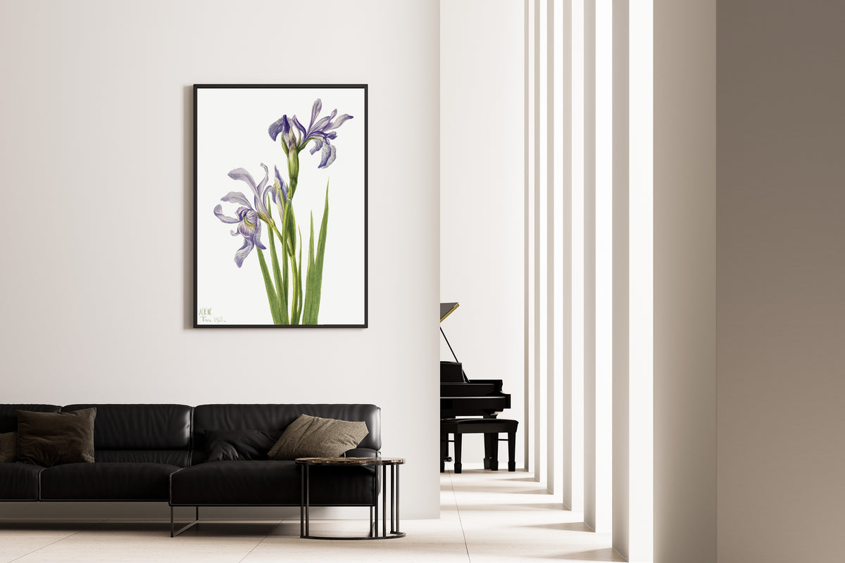 Mary Vaux Walcott — Western Blue Flag (Iris missouriensis) | Fine Art Print