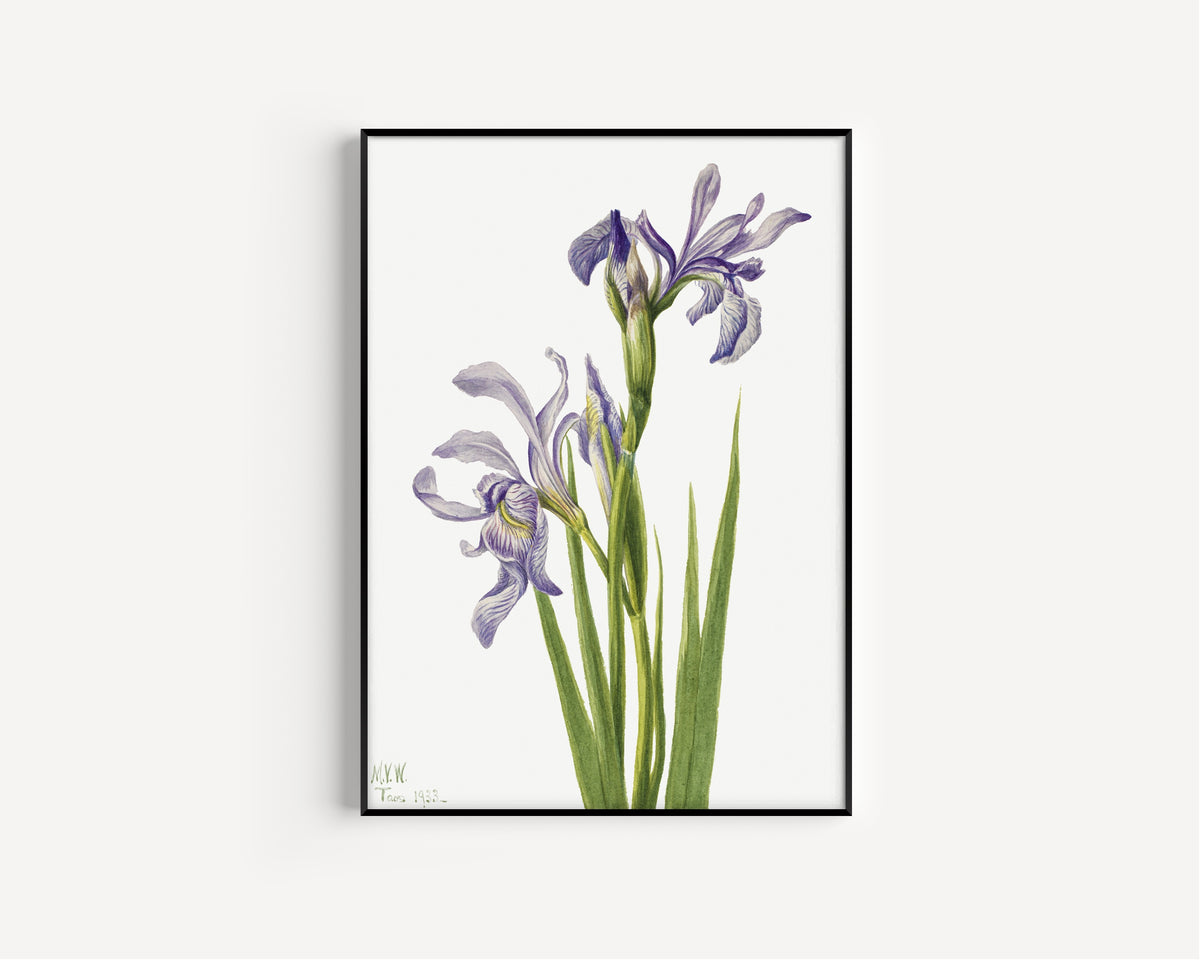 Mary Vaux Walcott — Western Blue Flag (Iris missouriensis) | Fine Art Print
