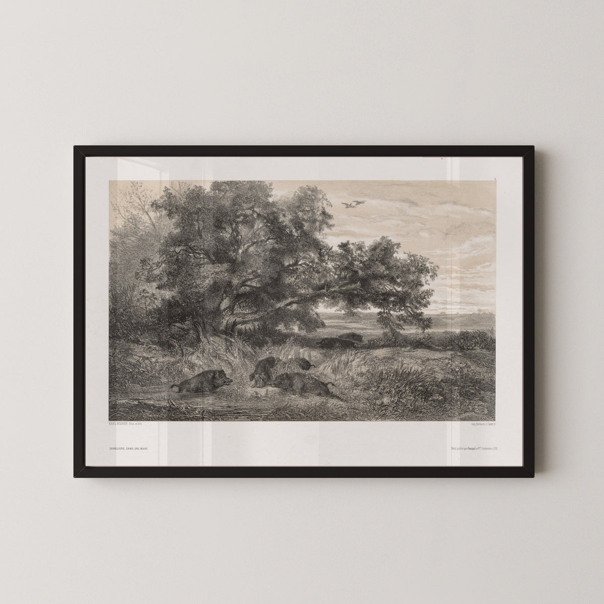 Karl Bodmer — Wild Boar in a Pond | Fine Art Print