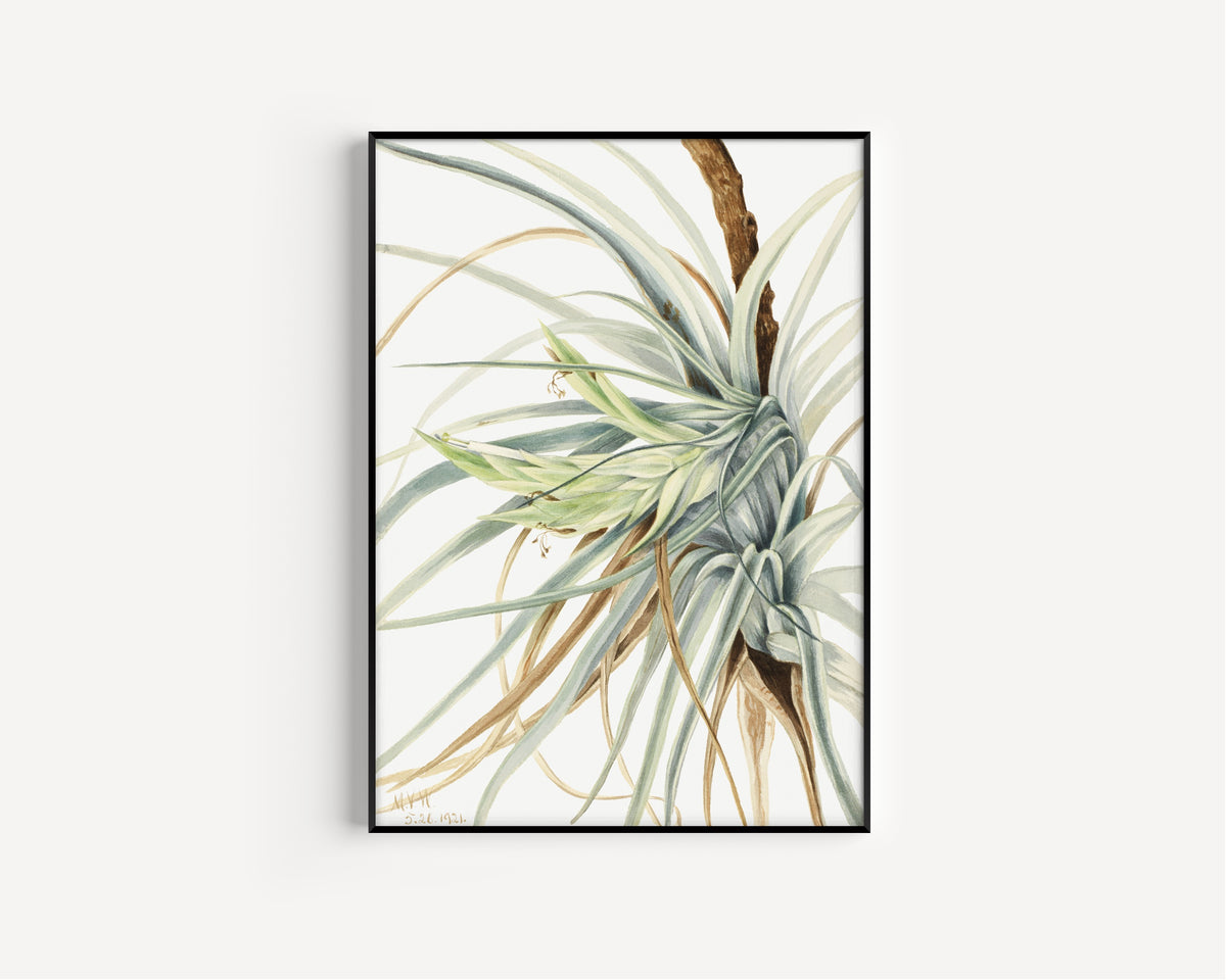 Mary Vaux Walcott — Wild Pineapple (Tillandsia fasciculata) | Natural History Print
