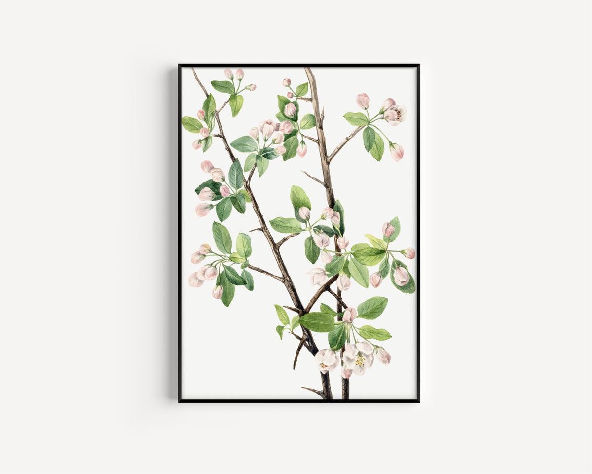 Mary Vaux Walcott — Wild Sweet Crab (Malus coronaria) | Natural History Print