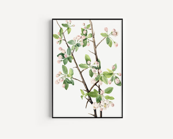 Mary Vaux Walcott — Wild Sweet Crab (Malus coronaria) | Natural History Print