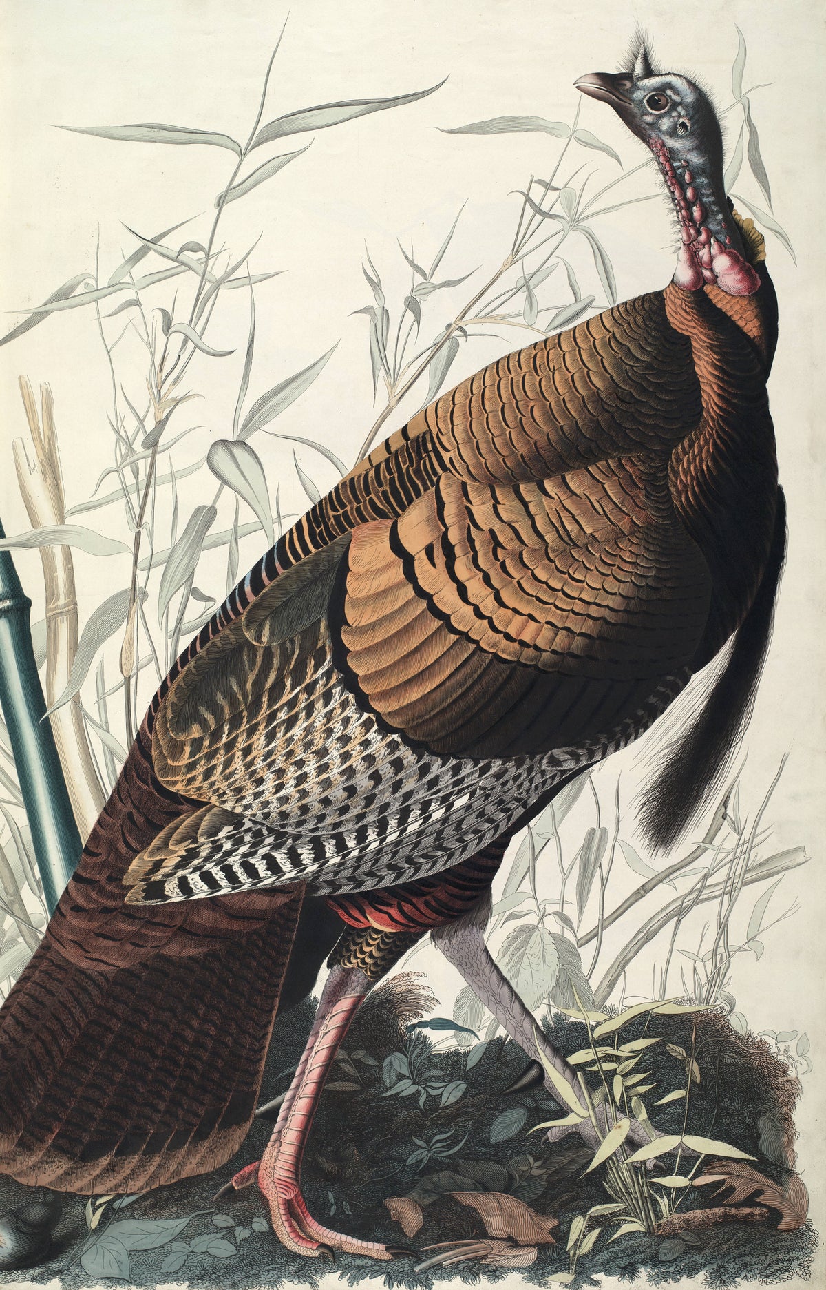 John James Audubon — Wild Turkey | Natural History Print