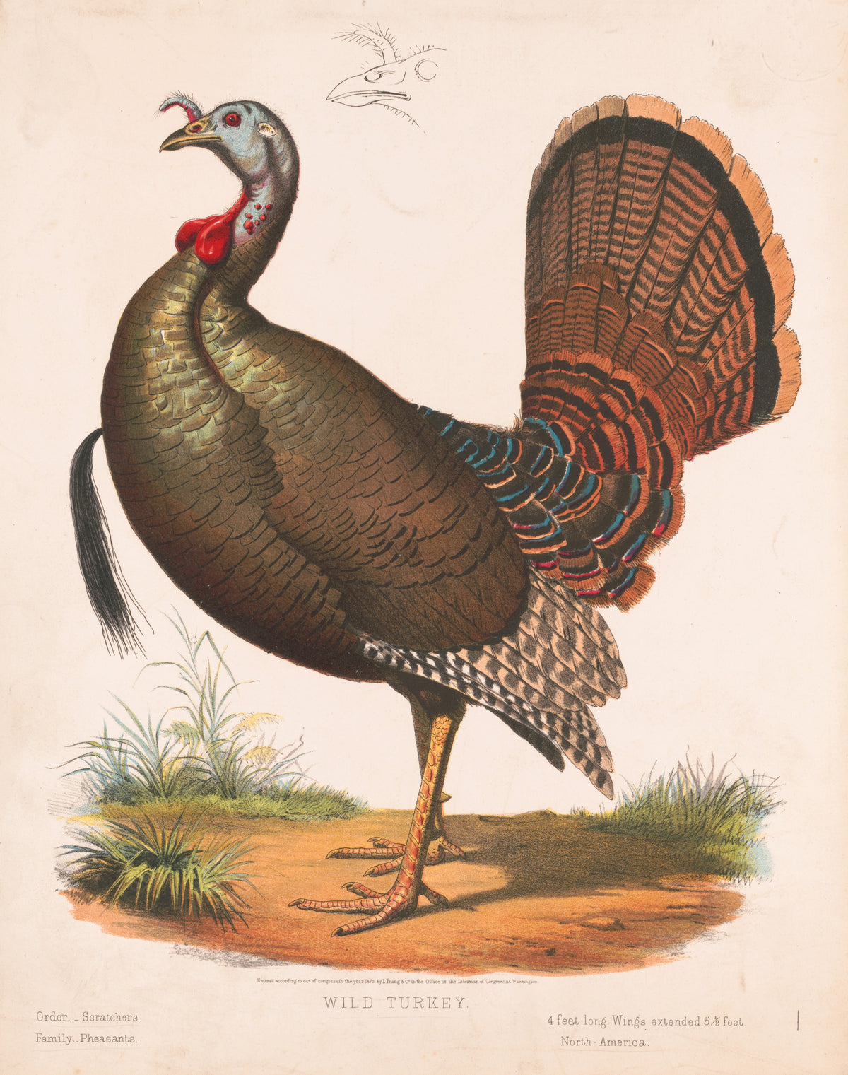 Louis Prang & Co. — Wild Turkey | Natural History Print