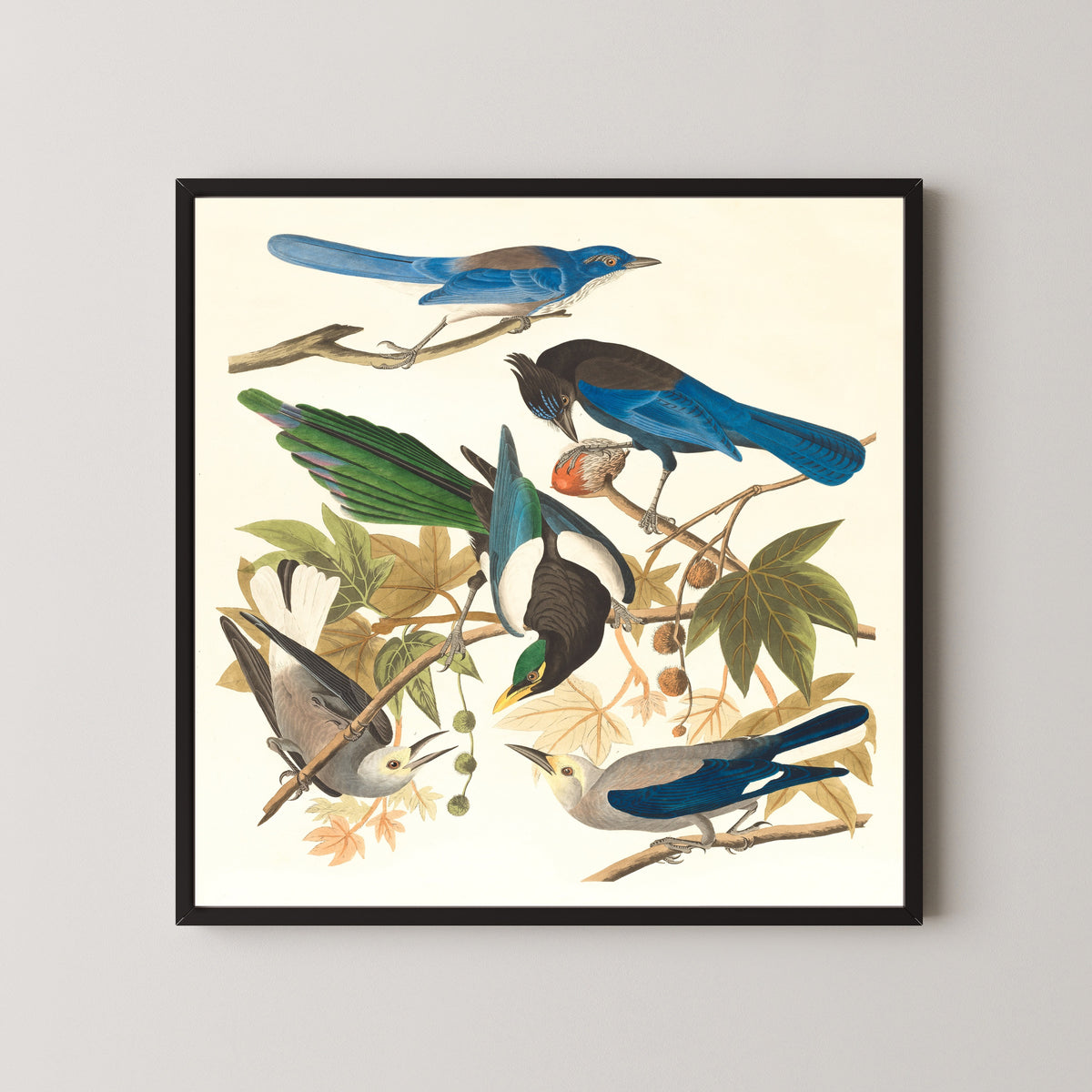 John James Audubon — Yellow-billed Magpie, Steller's Jay, Ultramarine Jay and Clark's Crow | Natural History Print