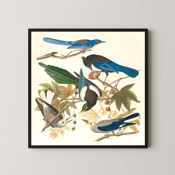 John James Audubon — Yellow-billed Magpie, Steller's Jay, Ultramarine Jay and Clark's Crow | Natural History Print