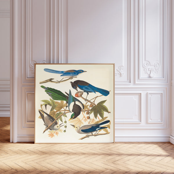 John James Audubon — Yellow-billed Magpie, Steller's Jay, Ultramarine Jay and Clark's Crow | Natural History Print
