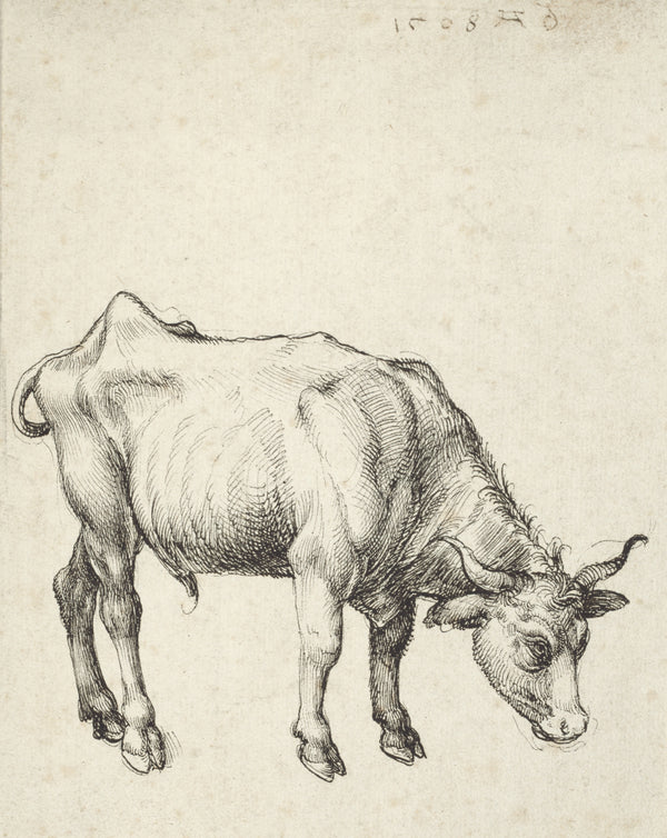 Albrecht Dürer — Young Bull | Fine Art Print