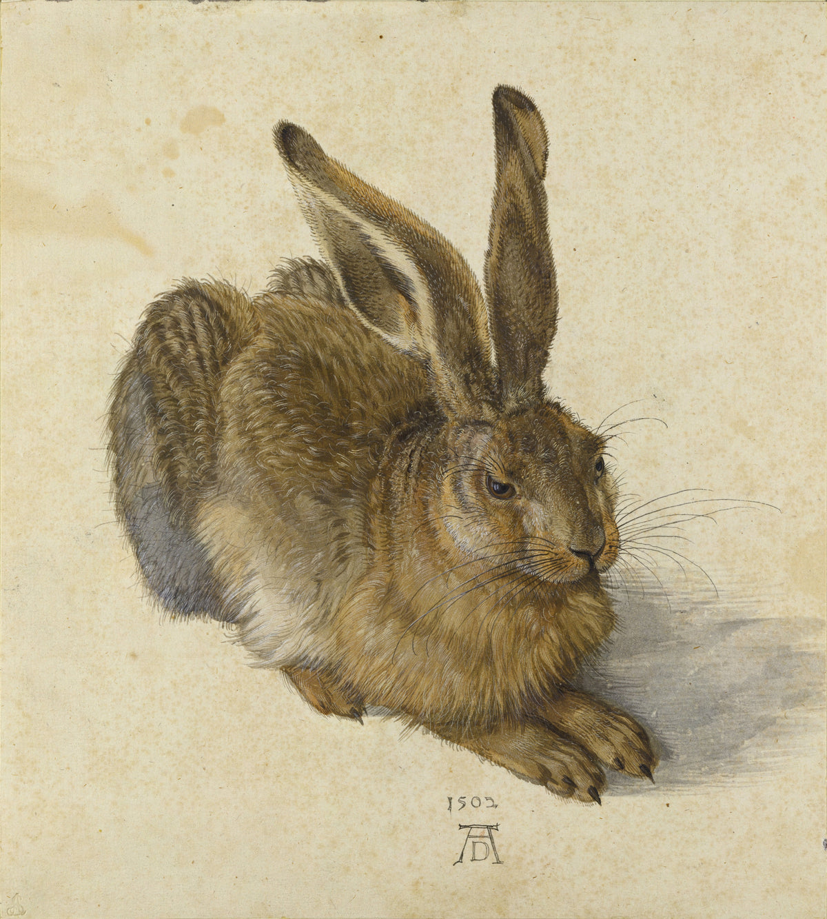 Young Hare by Albrecht Dürer — A watchful hare crouched on bare paper, every hair in fine brushwork