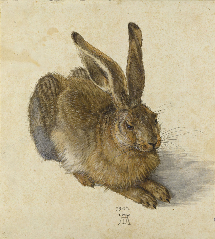 Albrecht Dürer — Young Hare | Fine Art Print shown to scale on a wall above a sofa