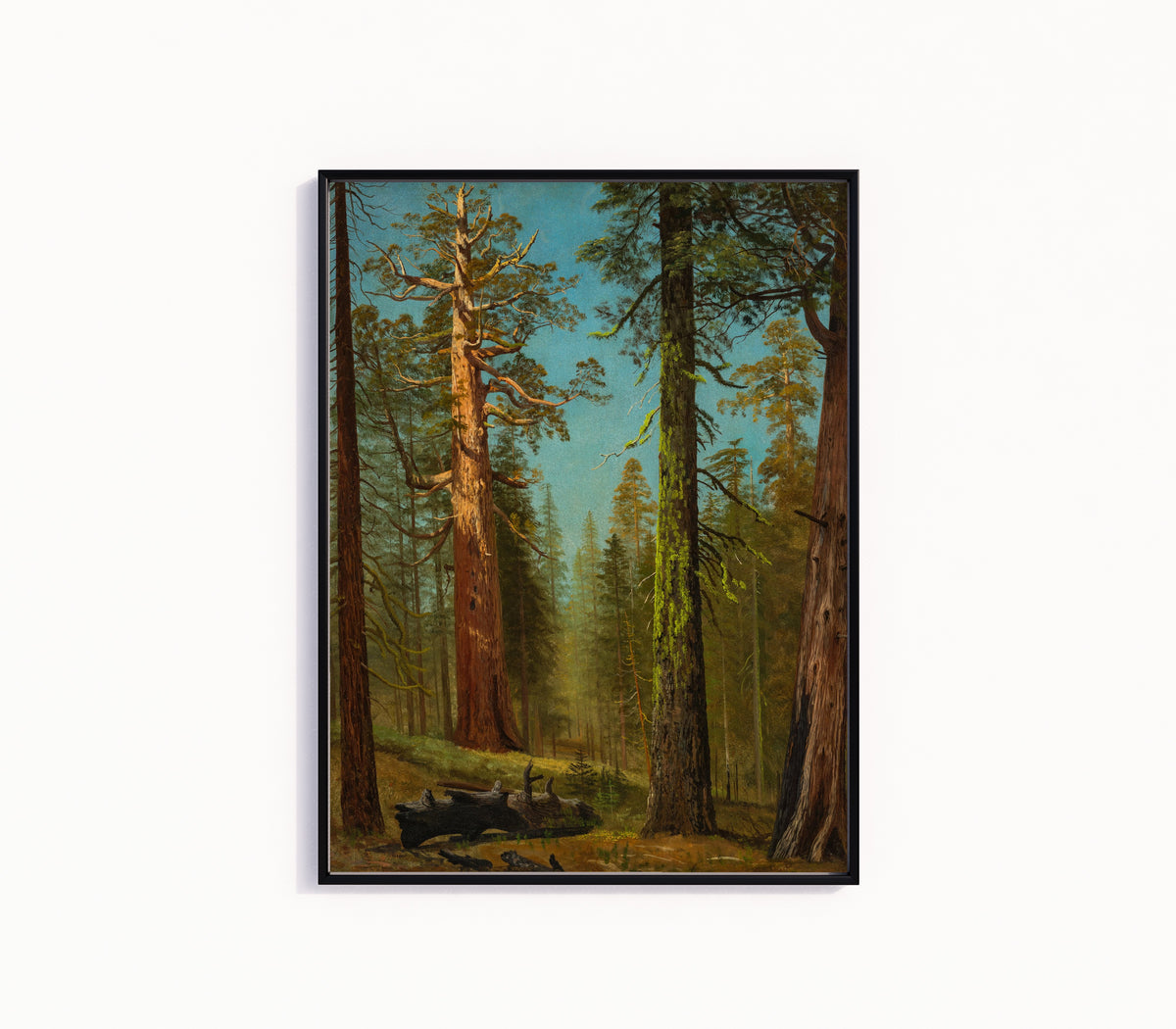Framed art print of The Grizzly Giant Sequoia, Mariposa Grove, California by Albert Bierstadt, in a slim black frame on a plain white wall