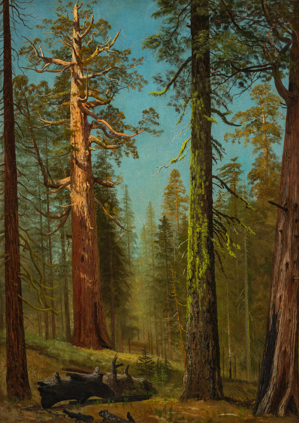 Albert Bierstadt — The Grizzly Giant Sequoia, Mariposa Grove, California | Landscape Fine Art Print