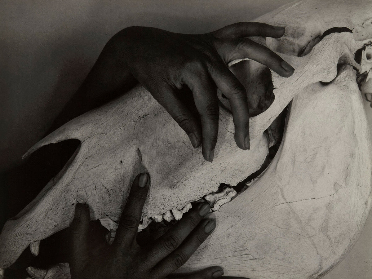 Alfred Stieglitz — Hands and Horse Skull, 1931 | Fine Art Photography Print - 9ArtPrints