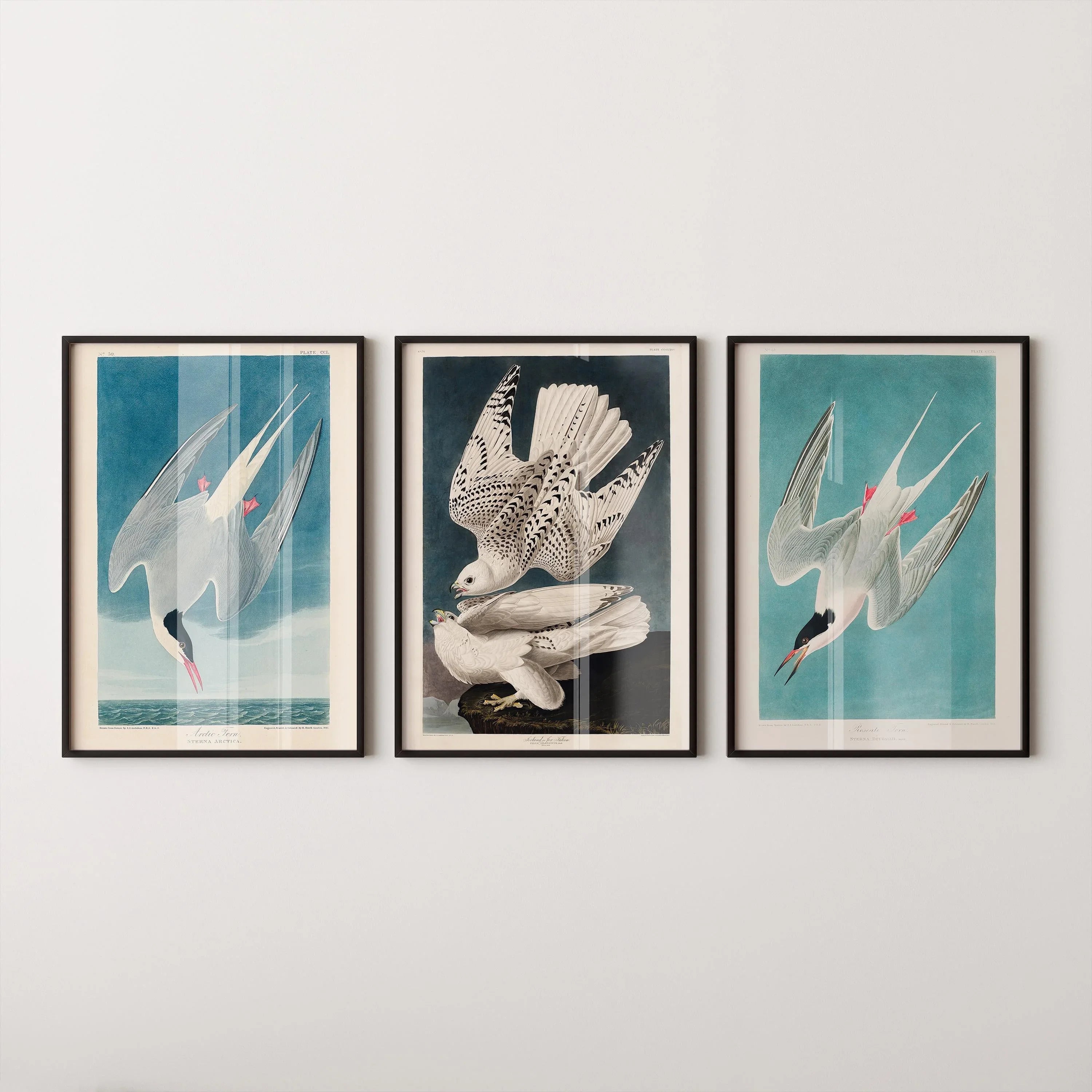Audubon Bird Prints: Arctic Tern & Hawk - Museum Quality Giclee - 9ArtPrints