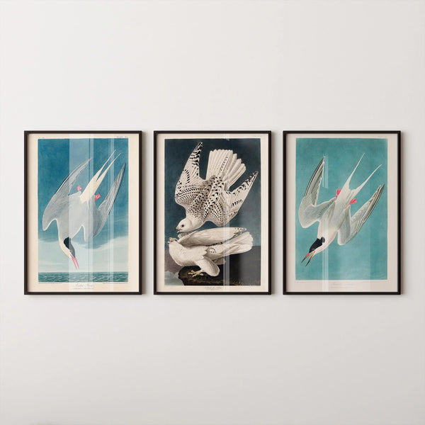 John James Audubon — Statement Trio | Arctic Tern & Arctic Hawk | Ornithological Art Print