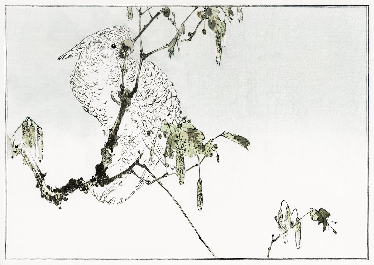 Watanabe Seitei — White cockatoo perched on a branch | Japanese Bird & Flower Woodblock Print