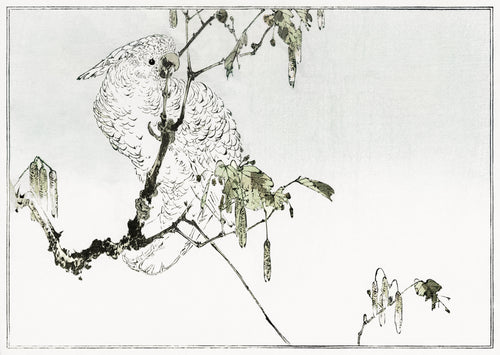 White cockatoo perched on a branch by Watanabe Seitei — A white cockatoo turns its head on a catkin-hung branch