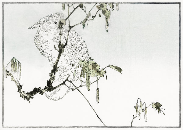Watanabe Seitei — White cockatoo perched on a branch | Japanese Bird & Flower Woodblock Print
