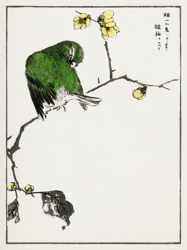 Numata Kashū — Red-billed Leiothrix and Wintersweet | Japanese Bird & Flower Woodblock Print