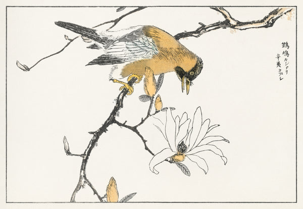 Numata Kashū — Eurasian Jay and Kobushi Magnolia | Japanese Bird & Flower Woodblock Print