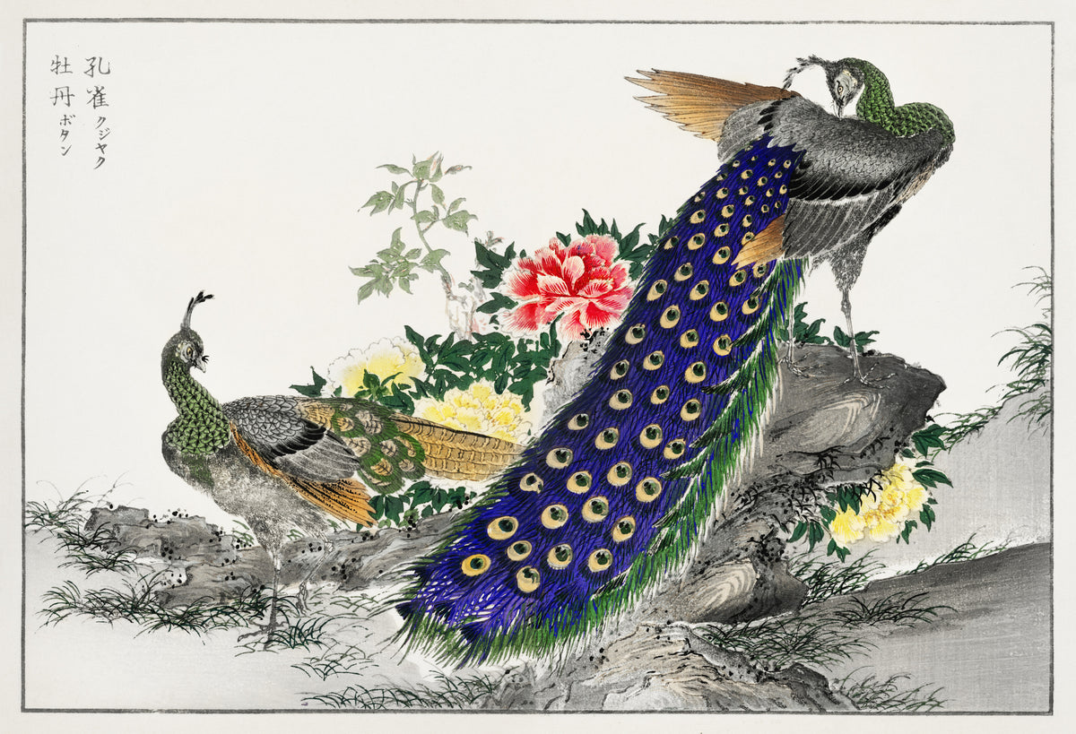 Numata Kashū — Peacock and Peony | Japanese Bird & Flower Woodblock Print
