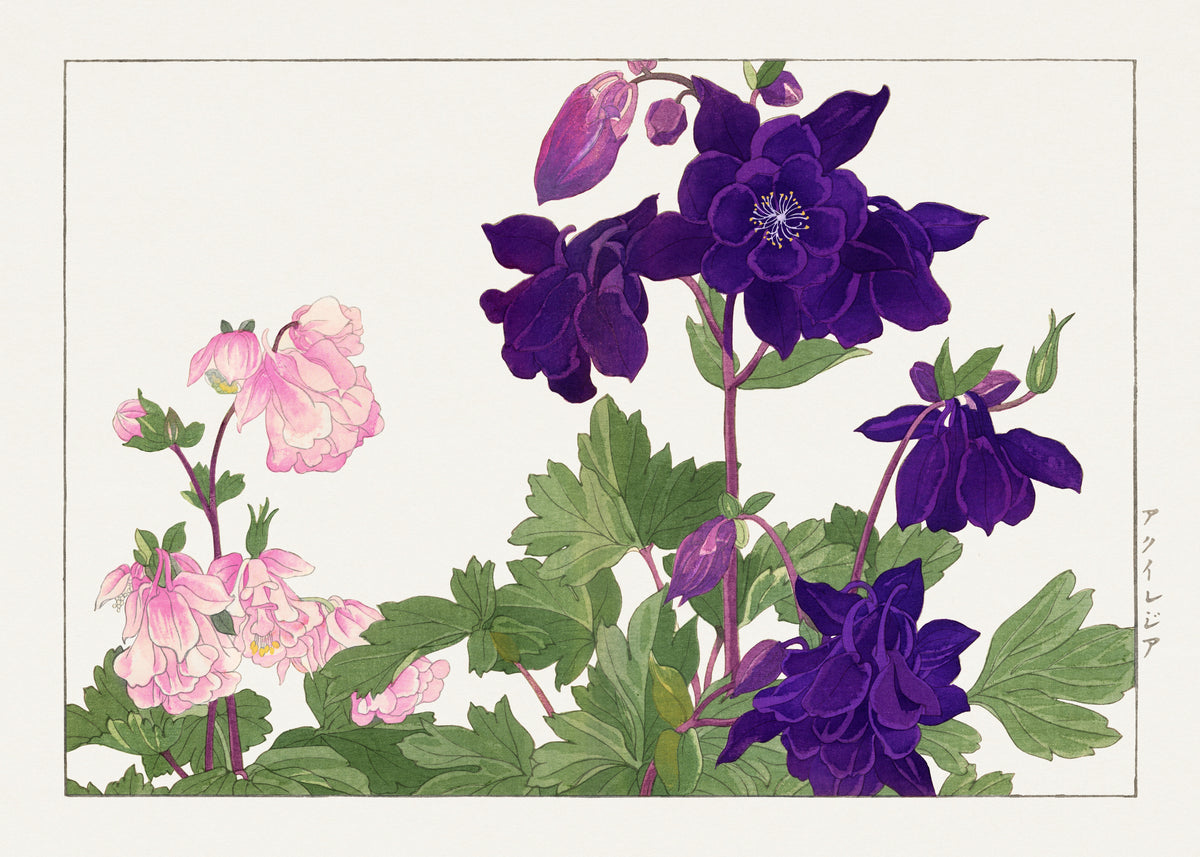 Tanigami Kōnan — Aquilegia flower | Japanese Botanical Woodblock Print