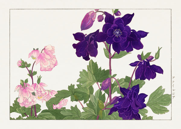 Tanigami Kōnan — Aquilegia flower | Japanese Botanical Woodblock Print