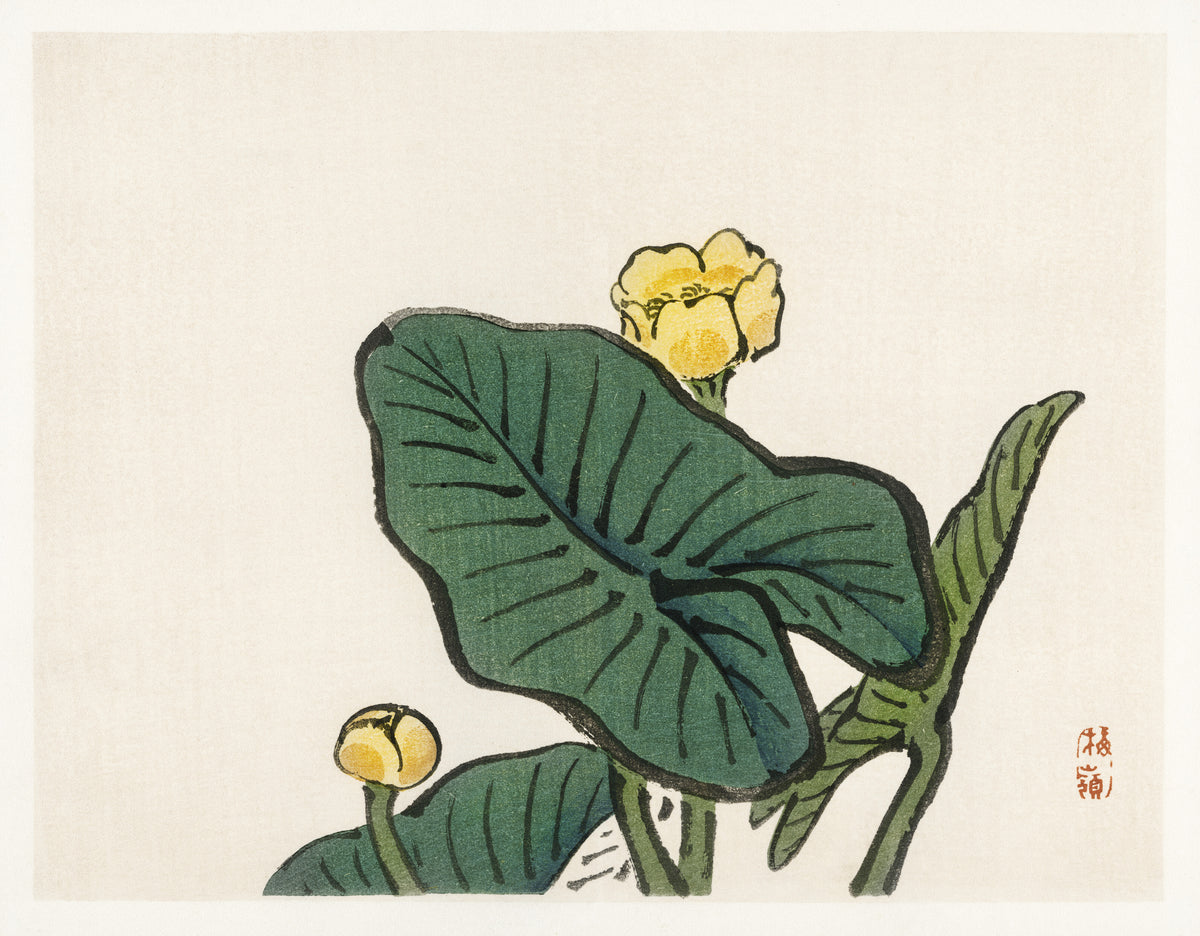 Kōno Bairei — Water-lily (Bairei Gakan) | Japanese Bird & Flower Woodblock Print
