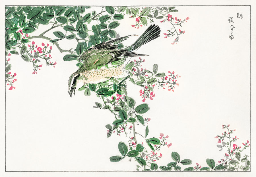 Numata Kashū — Bull-headed Shrike and Bush Clover | Japanese Bird & Flower Woodblock Print shown to scale on a wall above a sofa