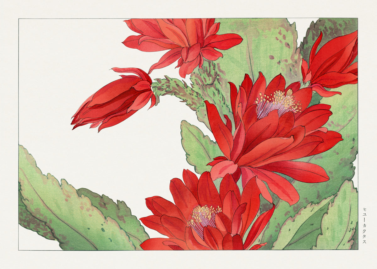 Tanigami Kōnan — Phyllocactus flower | Japanese Botanical Woodblock Print