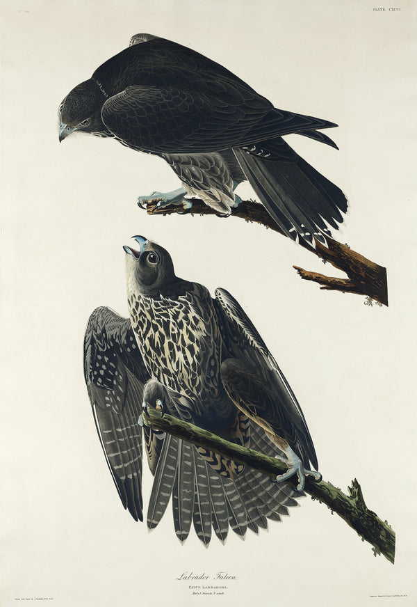 John James Audubon — Labrador Falcon | Natural History Print