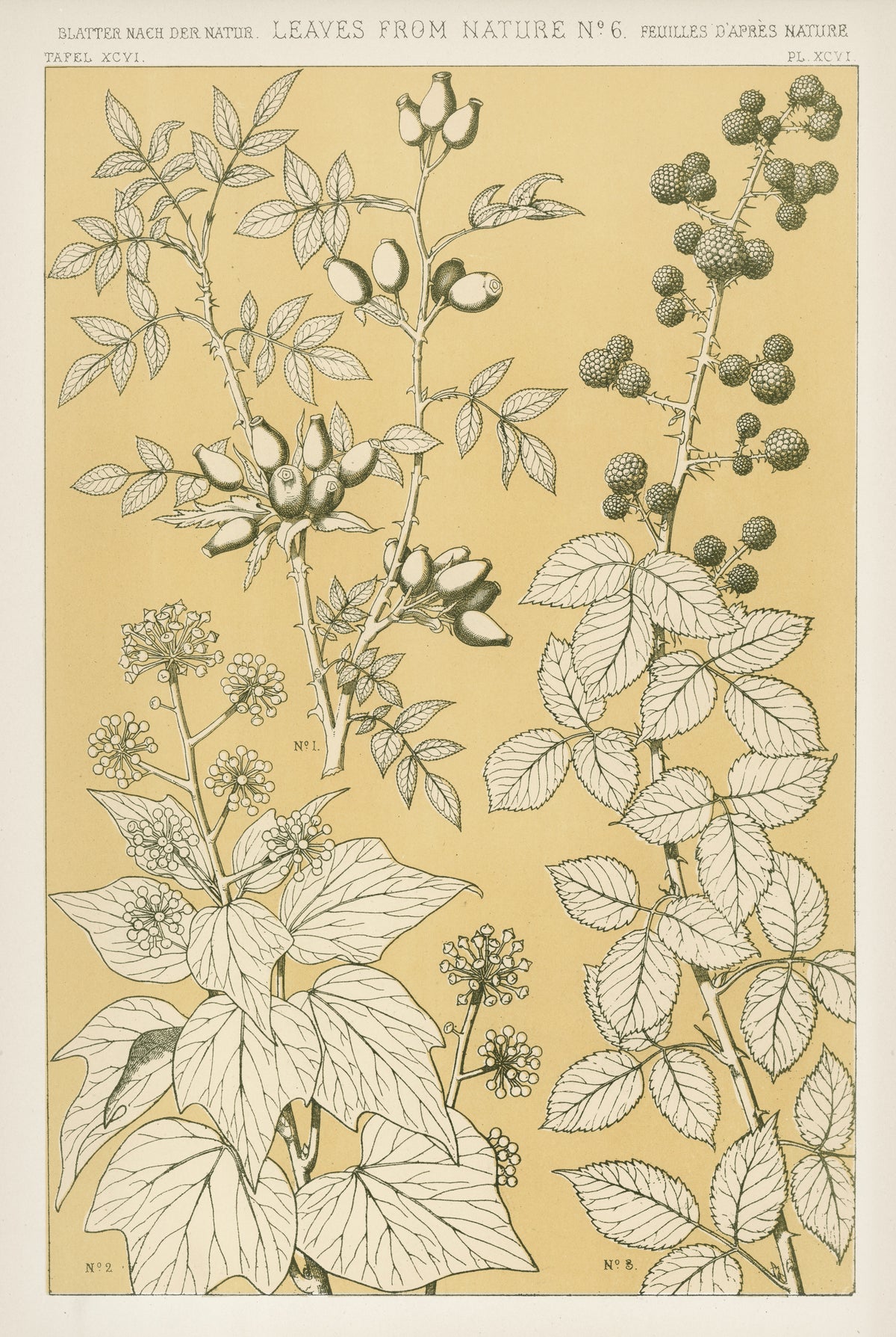 Owen Jones — Leaves from Nature No. 6 | Grammar of Ornament Design Print