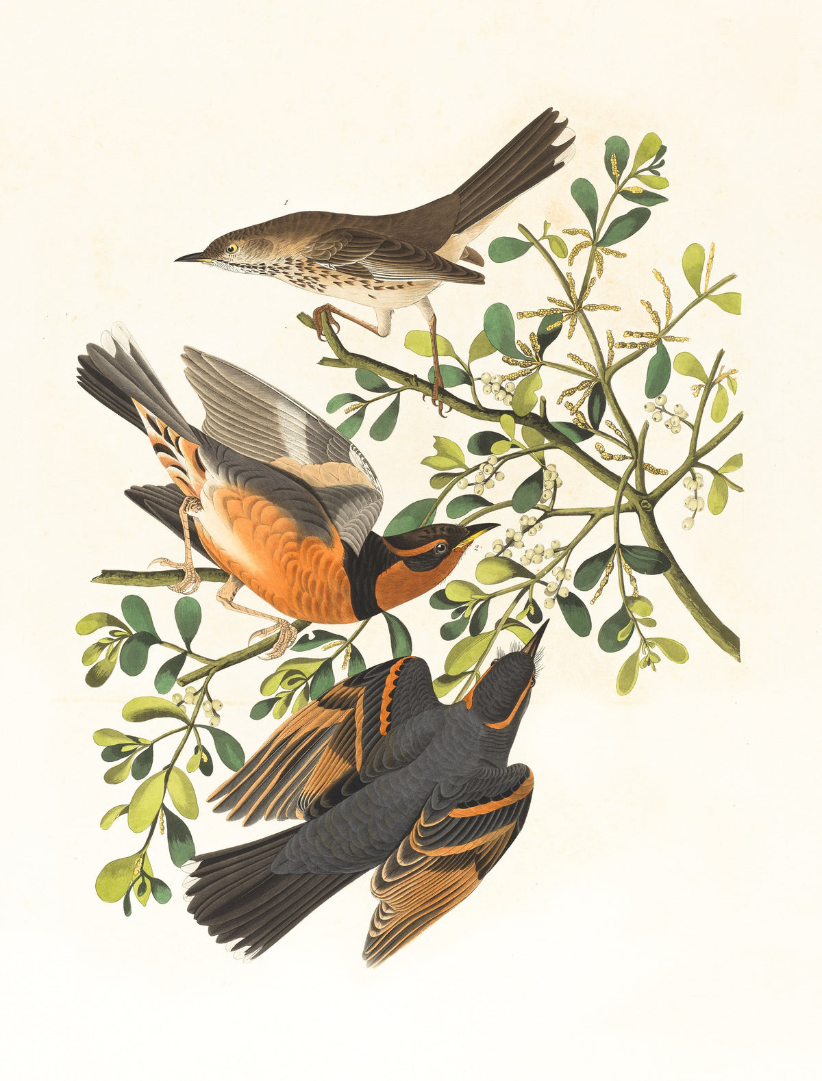 John James Audubon — Mountain Mocking Bird and Varied Thrush | Natural History Print