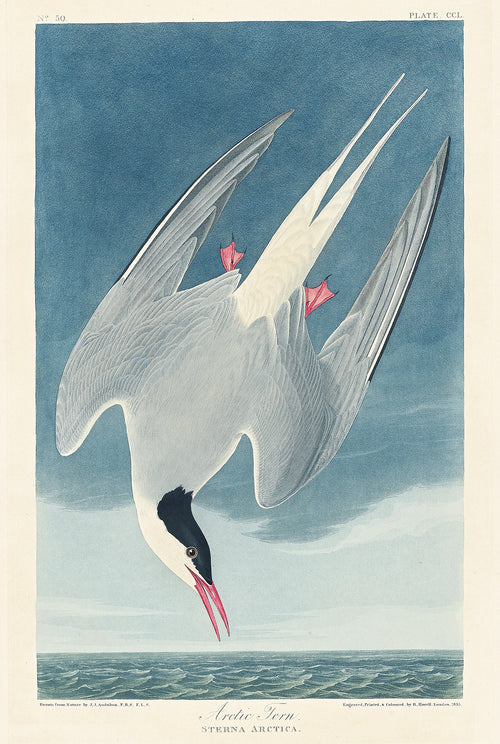 Arctic Tern by John James Audubon — A tern dropping head-first over a green sea, red feet tucked up