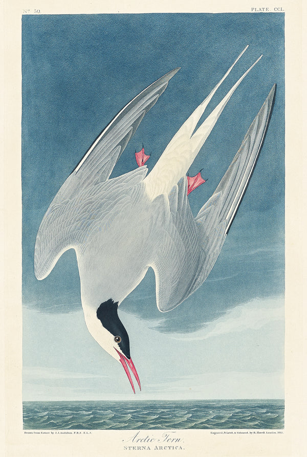 John James Audubon — Arctic Tern | Natural History Print