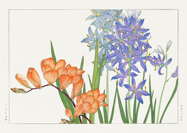 Tanigami Kōnan — Freesia flower | Japanese Botanical Woodblock Print