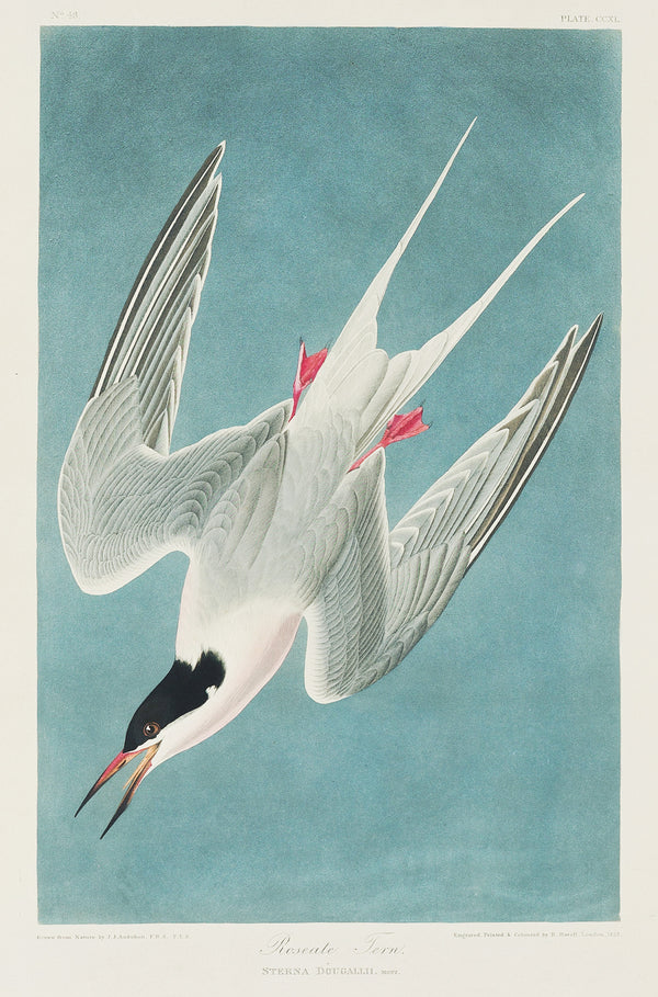 John James Audubon — Roseate Tern | Natural History Print