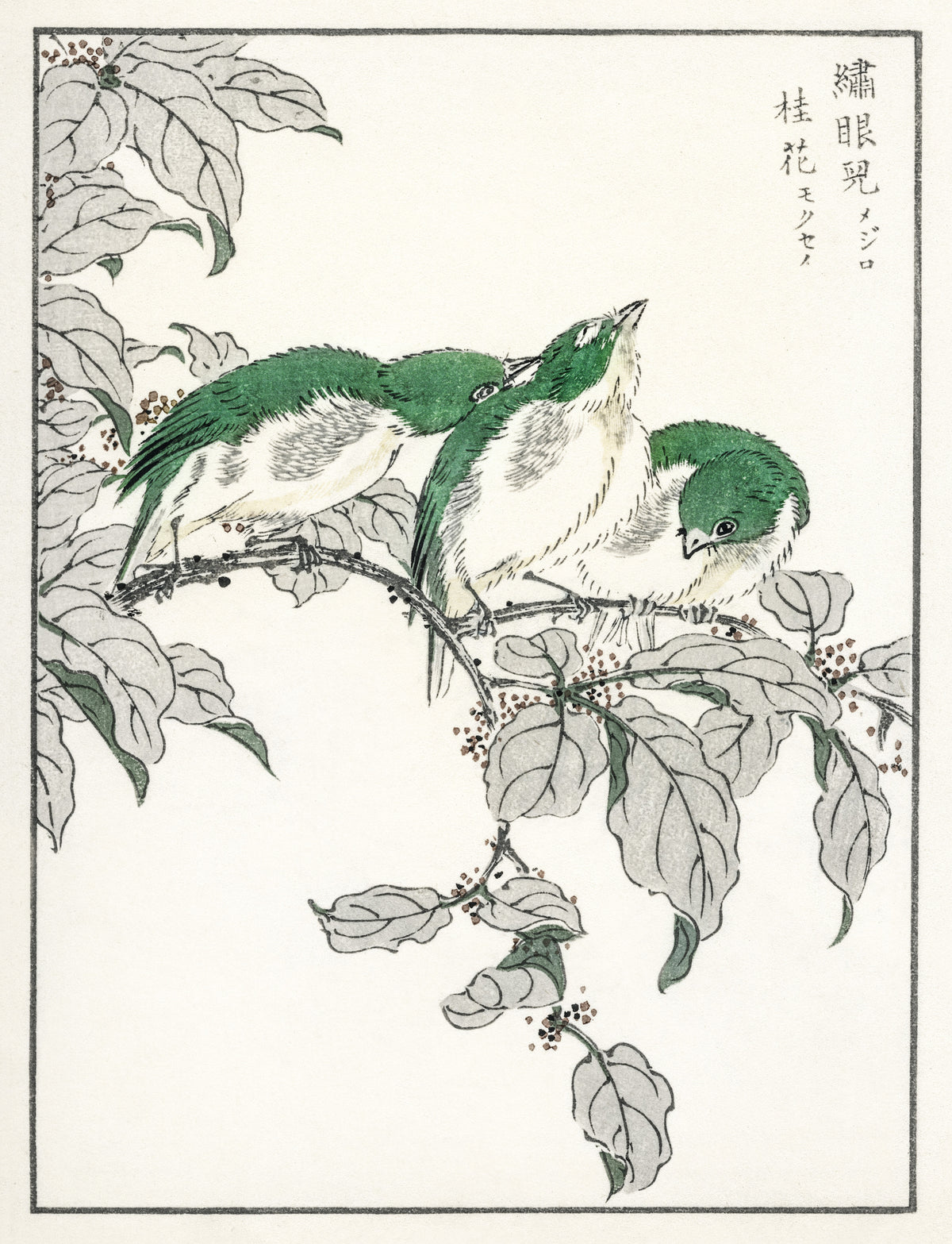 Numata Kashū — Japanese White-eye and Osmanthus Fragrans | Japanese Bird & Flower Woodblock Print