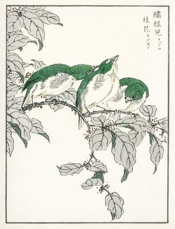 Numata Kashū — Japanese White-eye and Osmanthus Fragrans | Japanese Bird & Flower Woodblock Print