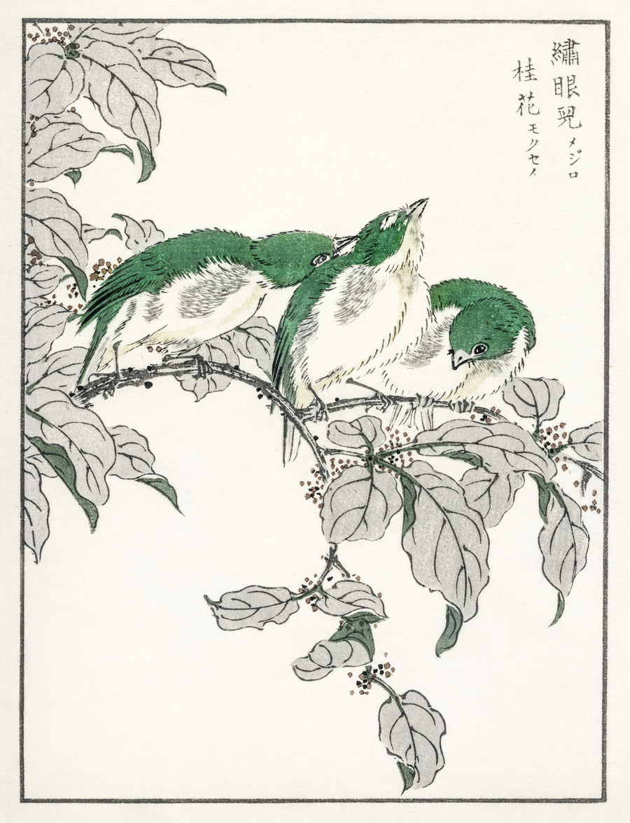 Numata Kashū — Japanese White-eye and Osmanthus Fragrans | Japanese Bird & Flower Woodblock Print shown to scale on a wall above a sofa