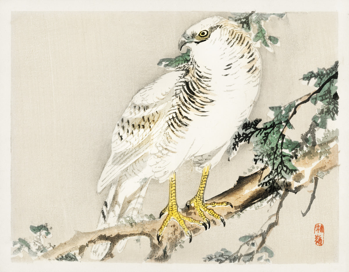 Kōno Bairei — White Hawk on an Evergreen Branch | Japanese Bird & Flower Woodblock Print