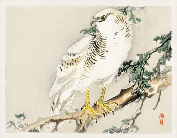 Kōno Bairei — White Hawk on an Evergreen Branch | Japanese Bird & Flower Woodblock Print