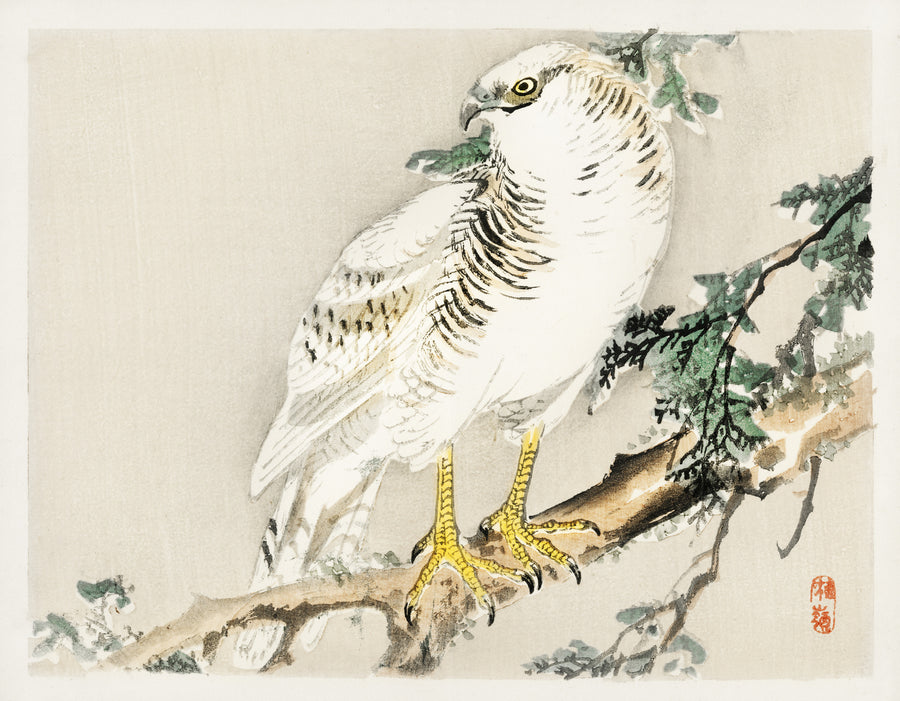 Kōno Bairei — White Hawk on an Evergreen Branch | Japanese Bird & Flower Woodblock Print shown to scale on a wall above a sofa