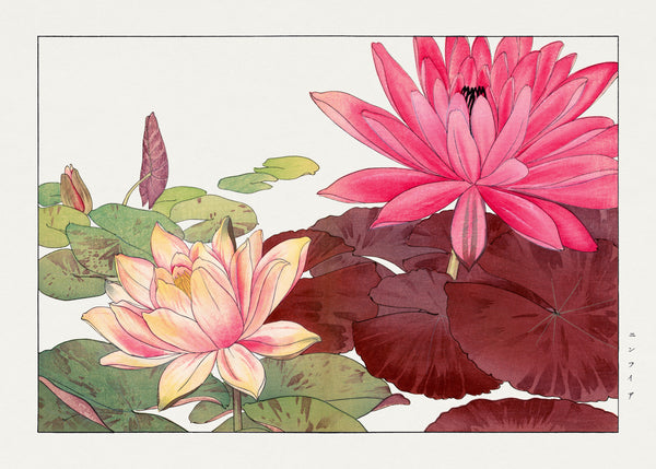 Tanigami Kōnan — Nymphaea lotus | Japanese Botanical Woodblock Print