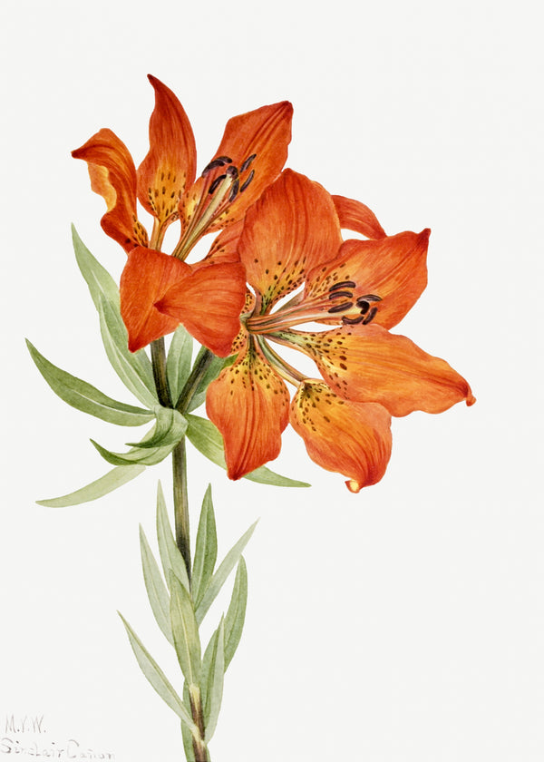 Mary Vaux Walcott — Red Lily (Lilium montanum) | Natural History Print