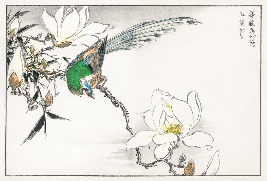 Numata Kashū — Asian Paradise Flycatcher and White Magnolia | Japanese Bird & Flower Woodblock Print shown to scale on a wall above a sofa