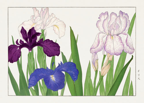Iris flower by Tanigami Kōnan — Violet, lavender and cobalt iris blooms rise among green leaves