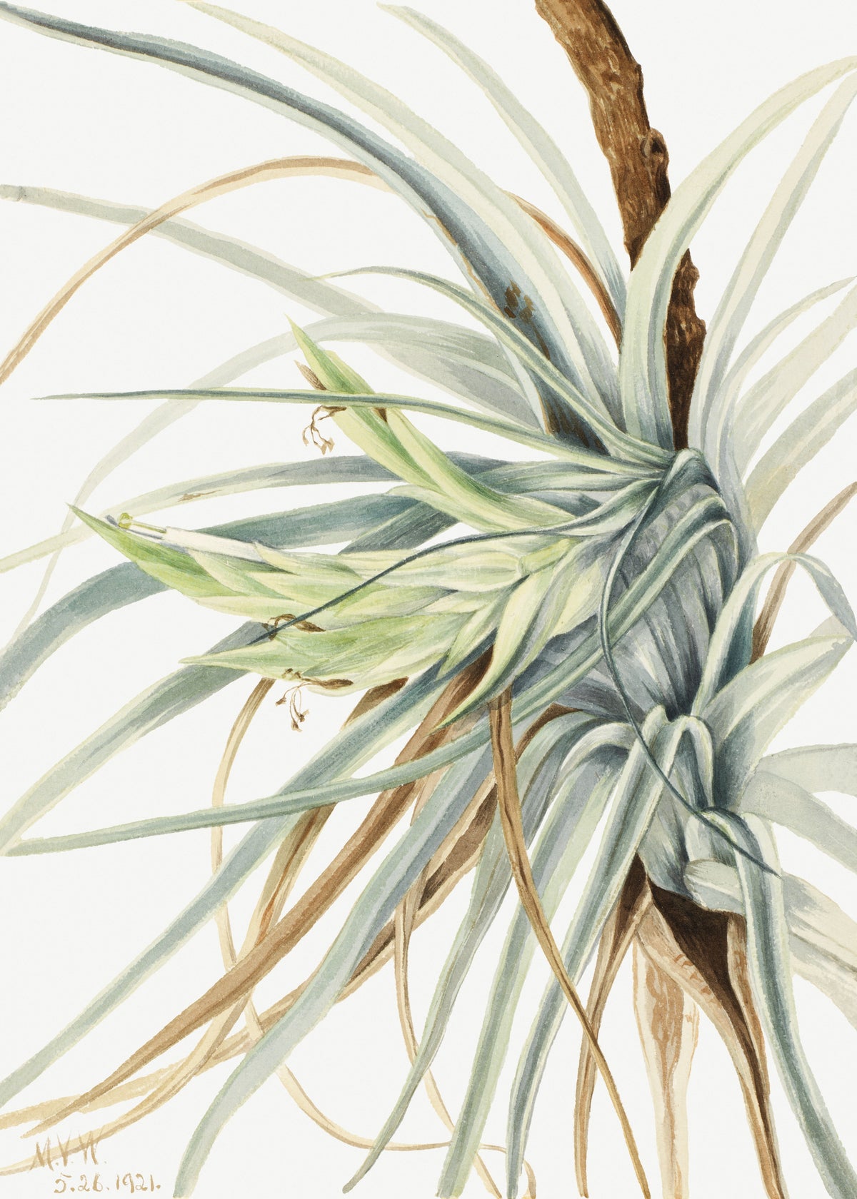 Mary Vaux Walcott — Wild Pineapple (Tillandsia fasciculata) | Natural History Print