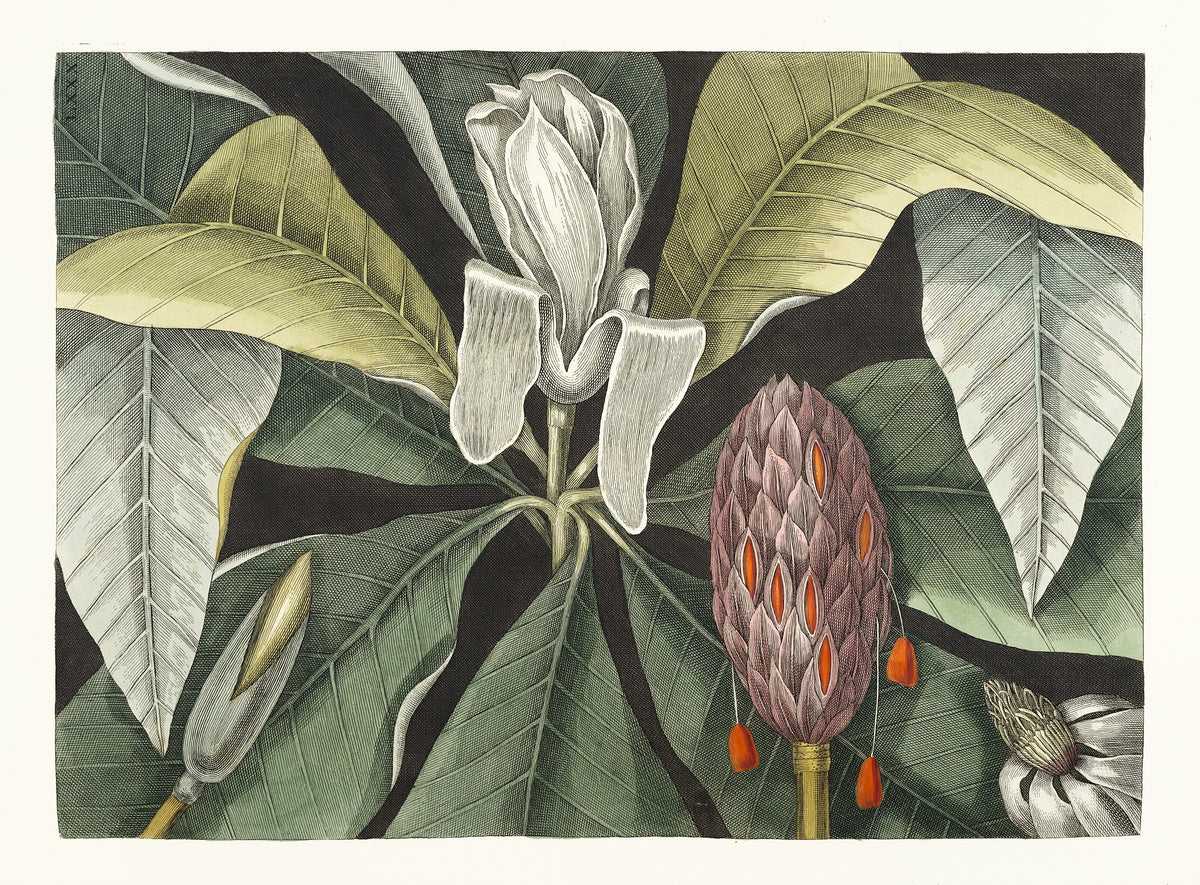Umbrella Tree (Magnolia) by Mark Catesby — A white magnolia opens beside a bright orange seed cone